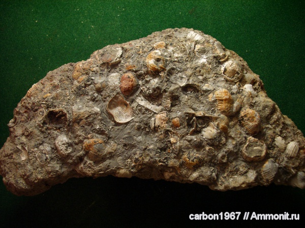 брахиоподы, морские лилии, карбон, Productida, Eomarginifera