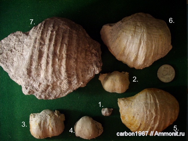 брахиоподы, карбон, Linoproductus, Gigantoproductus, Admoskovia, Productida, Eomarginifera