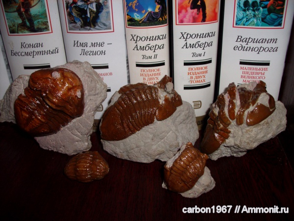 трилобиты, ордовик, Asaphus, Ordovician