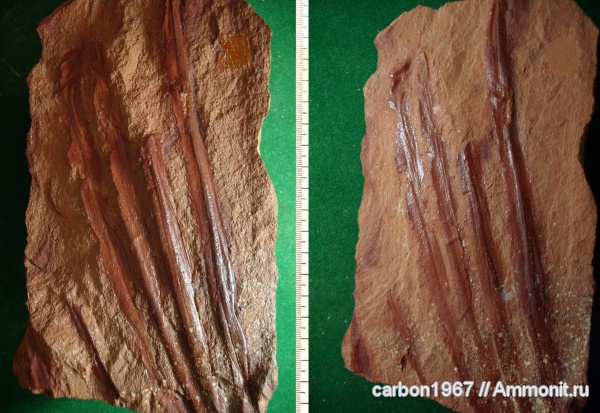 карбон, растения, лепидофиты