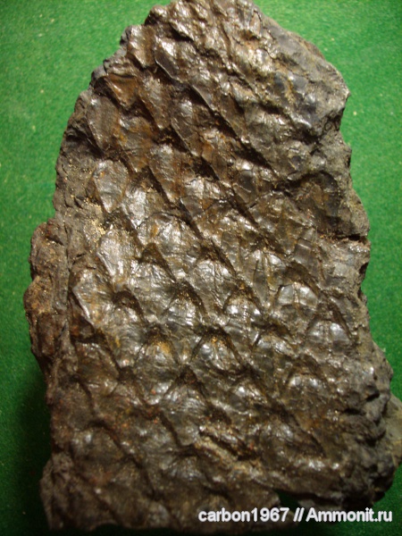 карбон, растения