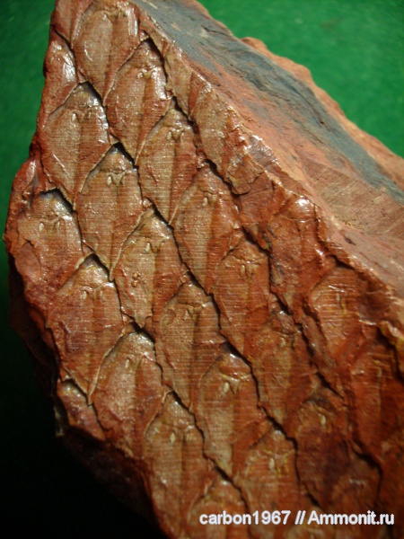 карбон, растения