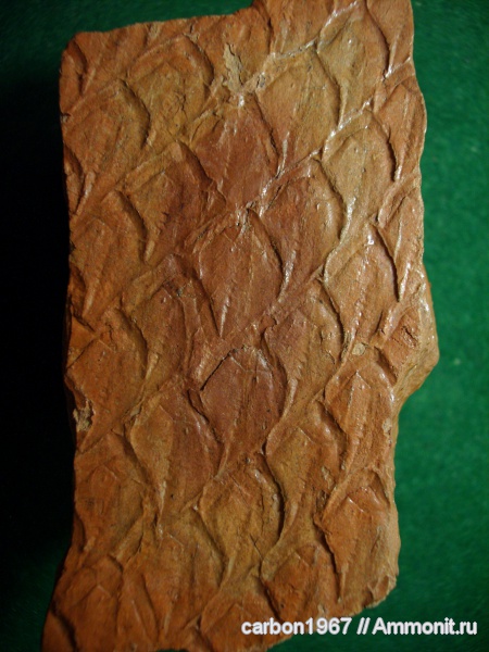 карбон, растения, лепидофиты