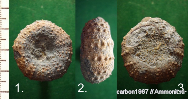 морские ежи, мел, Rachiosoma, Cretaceous