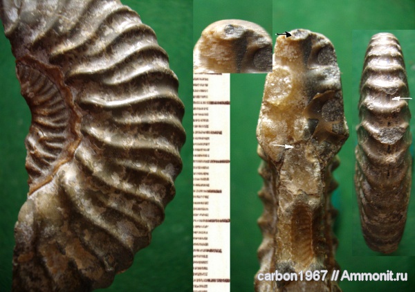 аммониты, мел, сифон, Ammonites, Cretaceous
