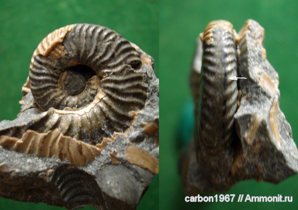аммониты, мел, Ammonites, Cretaceous