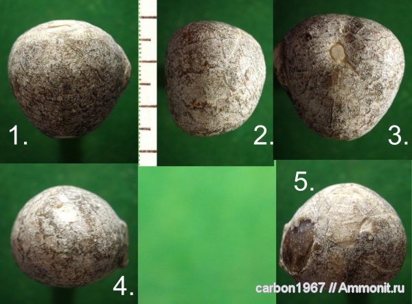 морские ежи, мел, Isopneustes, Cretaceous