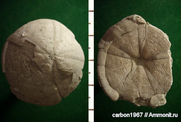 морские ежи, мел, Pygurus, Cretaceous