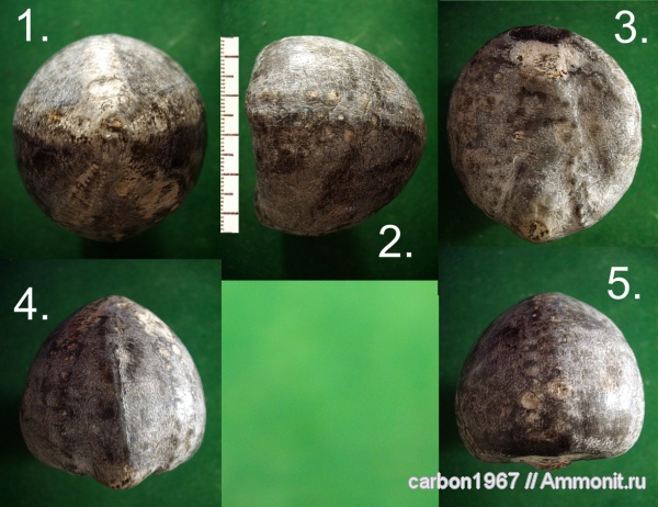 морские ежи, мел, Cretaceous