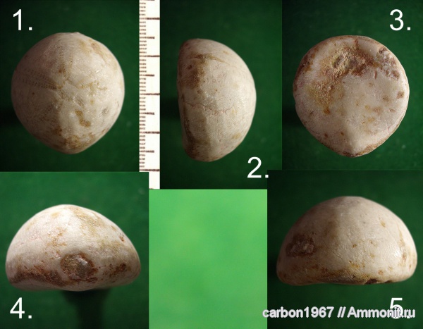 морские ежи, мел, Cretaceous