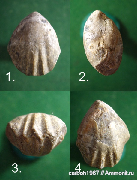 брахиоподы, мел, Cretaceous