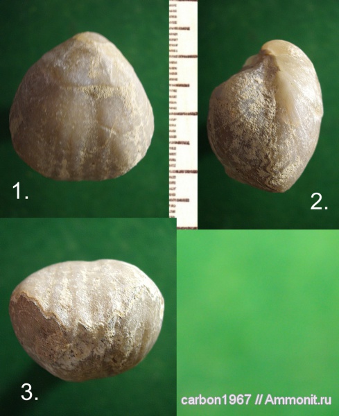 брахиоподы, мел, Cretaceous