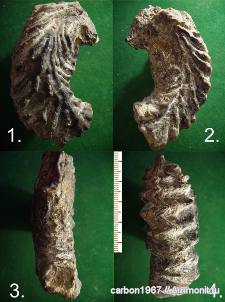 моллюски, мел, двустворчатые моллюски, устрицы, Cretaceous