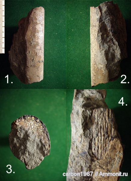 мел, рыбы, Cretaceous, fish