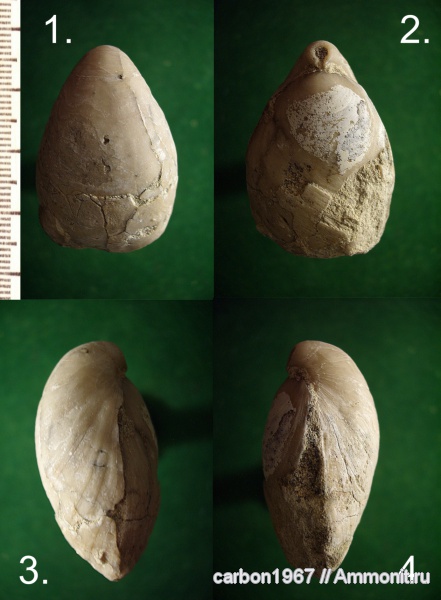 Брахиоподы ( девон, карбон, юра, мел, палеоген ).