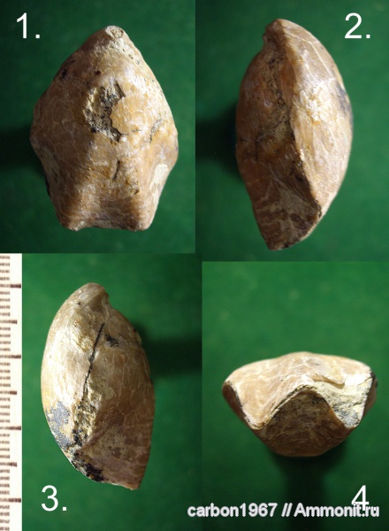 брахиоподы, мел, Terebratulida, Cretaceous