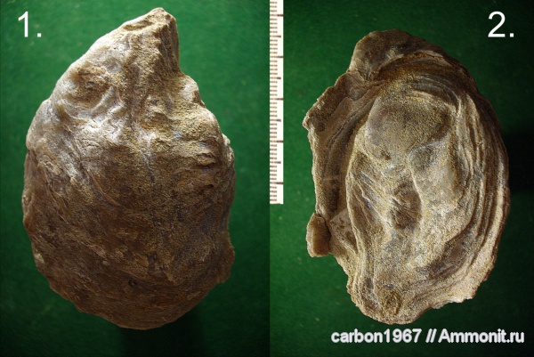 мел, двустворчатые моллюски, устрицы, Amphidonta, Cretaceous