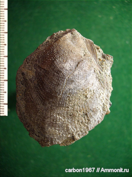 мел, двустворчатые моллюски, Cretaceous