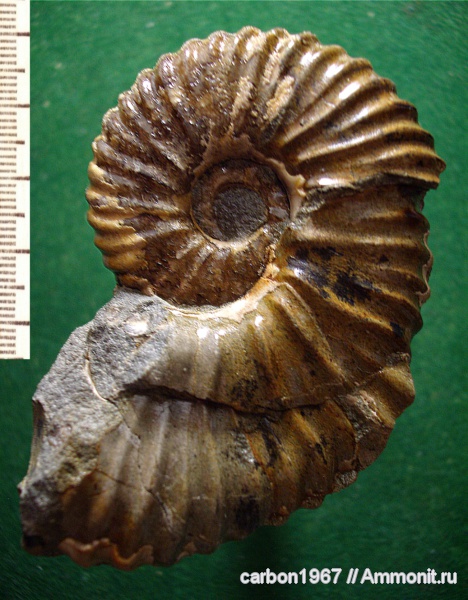 аммониты, мел, Ammonites, Cretaceous