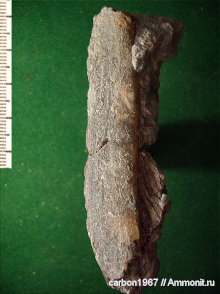 мел, двустворчатые моллюски, Gervillella, Cretaceous