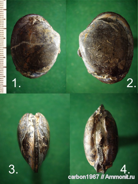 мел, двустворчатые моллюски, Arctica, Cretaceous