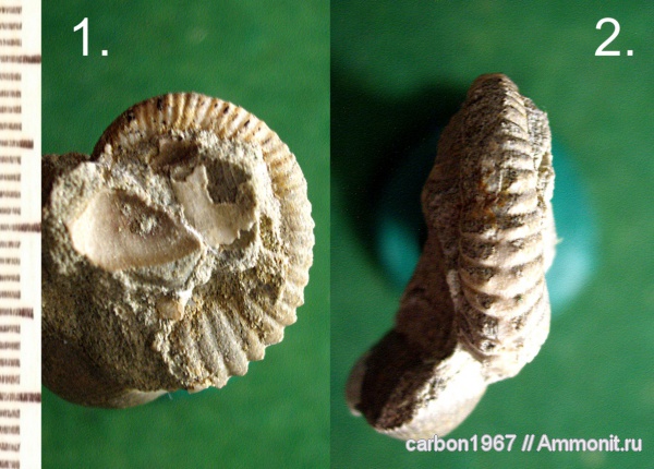 аммониты, мел, Ammonites, Cretaceous
