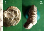 Маленький гетероморфный меловой аммонит Ammonitoceras sp (?).