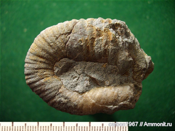 аммониты, мел, Ammonites, Heteroceratidae, Heteroceras, Cretaceous