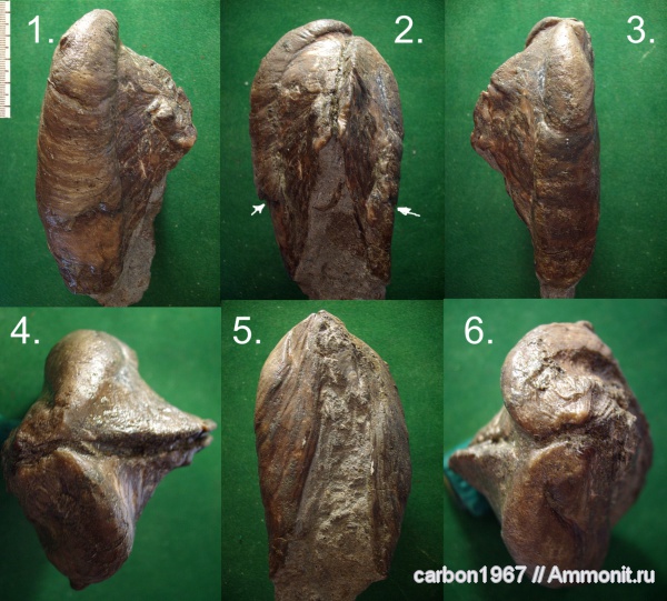 мел, двустворчатые моллюски, Cretaceous