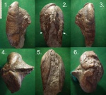 Gervillia anceps со сложной судьбой.