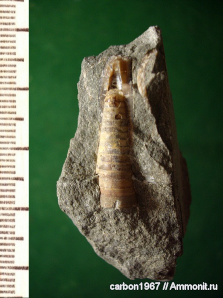 белемниты, мел, Cretaceous, belemnites