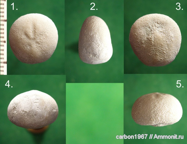 морские ежи, иглокожие, мел, Cretaceous