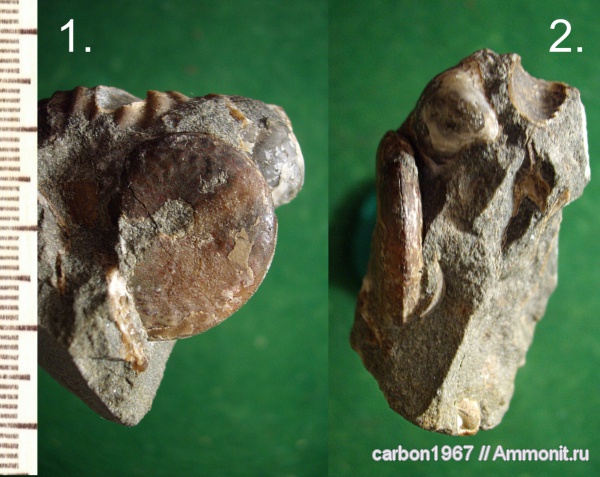 аммониты, мел, Aconeceras, Ammonites, Aptian, Cretaceous