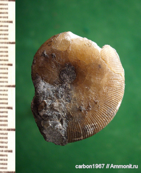 аммониты, мел, Euphylloceras, Ammonites, Cretaceous