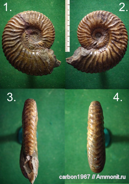 аммониты, мел, Deshayesites, Ammonites, Cretaceous