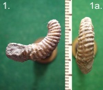 Гетероморфный аммонит Hemibaculites sp.