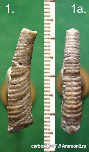 аммониты, мел, гетероморфные аммониты, Ammonites, Cretaceous, heteromorph ammonites