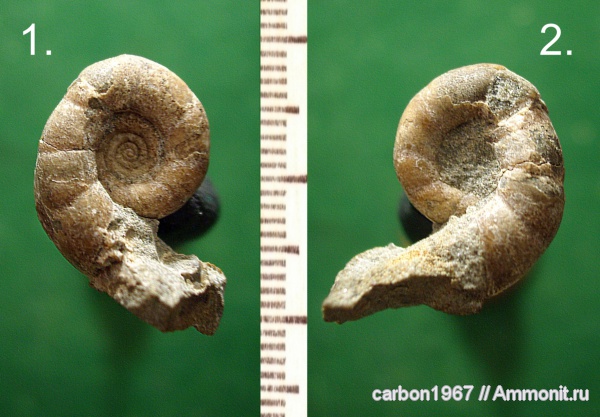 аммониты, мел, Ammonites, Eogaudryceras, Gaudryceratidae, Lytoceratina, Cretaceous