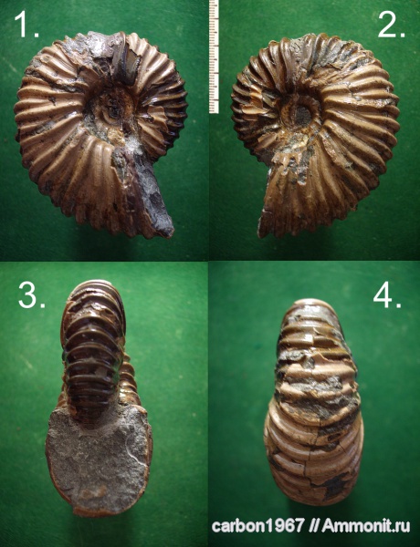 аммониты, мел, Ammonites, Cretaceous
