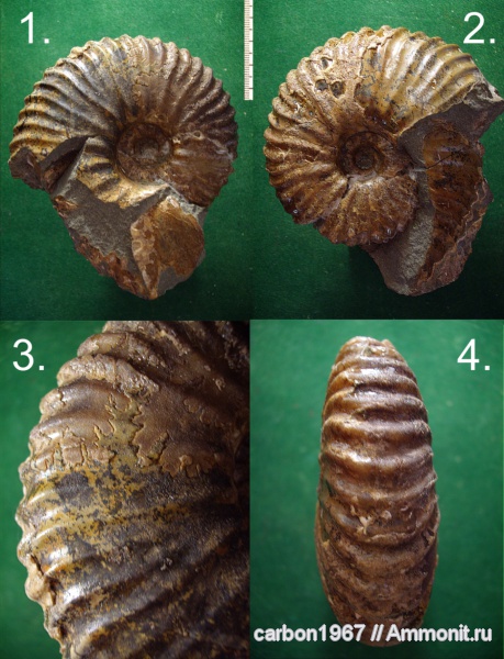 аммониты, мел, Ammonites, Cretaceous