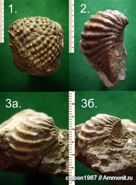 моллюски, мел, тригонии, Cretaceous