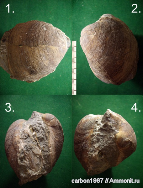 мел, двустворчатые моллюски, Cretaceous