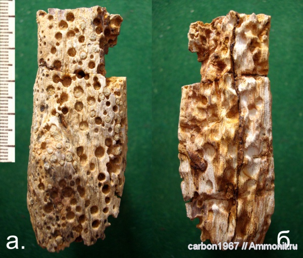 мел, двустворчатые моллюски, ихнофоссилии, окаменевшая древесина, Cretaceous