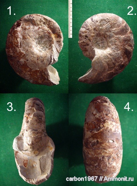 мел, наутилусы, Cretaceous
