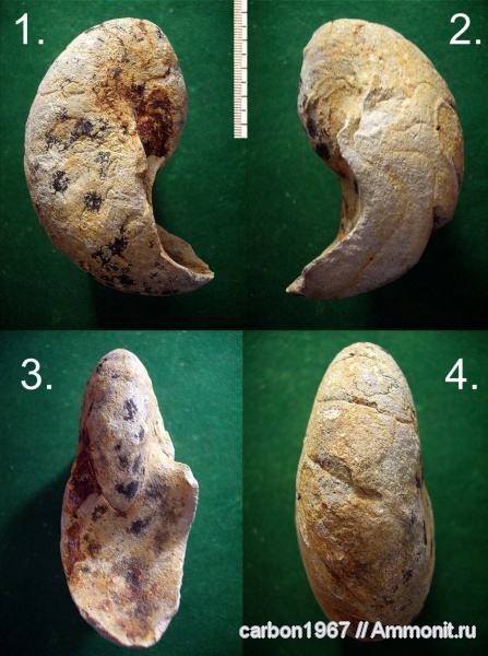 мел, наутилусы, Cretaceous
