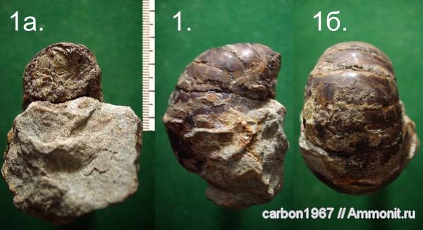 мел, наутилусы, Cretaceous