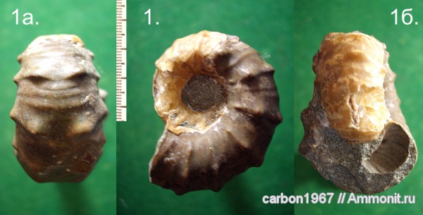 мел, Epicheloniceras, Cretaceous
