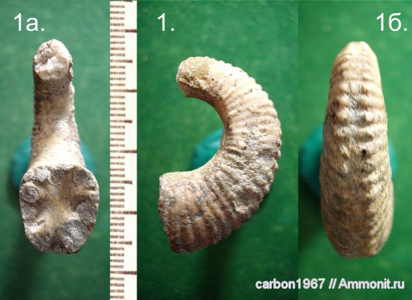 аммониты, мел, Ammonitoceras, Ammonites, Cretaceous