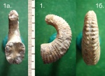 Гетереморфный аммонит Ammonitoceras sp.