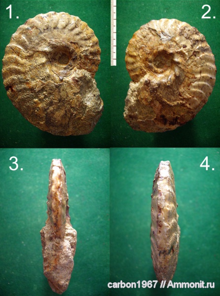 аммониты, мел, Schloenbachia, Ammonites, Anahoplites, Cretaceous